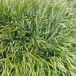 Herbe du Japon - La cascade dorée des zones d'ombre