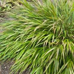 Herbe du Japon Nicolas - L'ombre prend feu