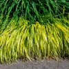 Herbe du Japon panachée Aureola - La cascade dorée du jardin