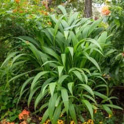 Herbe palmier - L'exotique sans effort