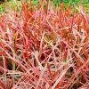 Herbe rouge Belinda's Find® - Le rouge qui dure toute l'année