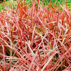 Herbe rouge Belinda's Find® - Le rouge qui dure toute l'année