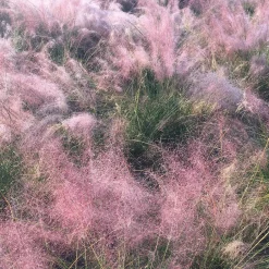 2 Herbes aux épis roses - Un nuage rose au jardin