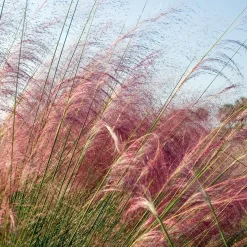 2 Herbes aux épis roses - Un nuage rose au jardin