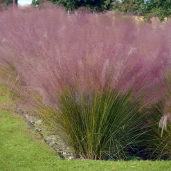2 Herbes aux épis roses - Un nuage rose au jardin