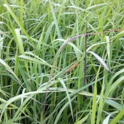 Herbes des Indiens Indian Steel - Un feuillage bleu acier au jardin