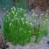 Herbe étoilée - Des étoiles blanches au bassin
