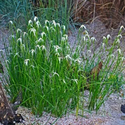 Herbe étoilée - Des étoiles blanches au bassin