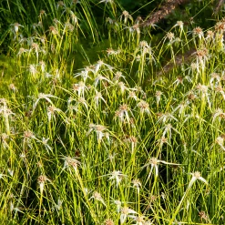 Herbe étoilée - Des étoiles blanches au bassin