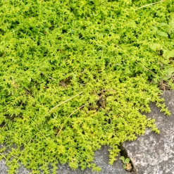 Herniaire glabre Turquette - Le tapis vert sans effort