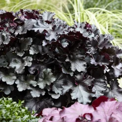 Heuchère Black Pearl - Un feuillage noir spectaculaire