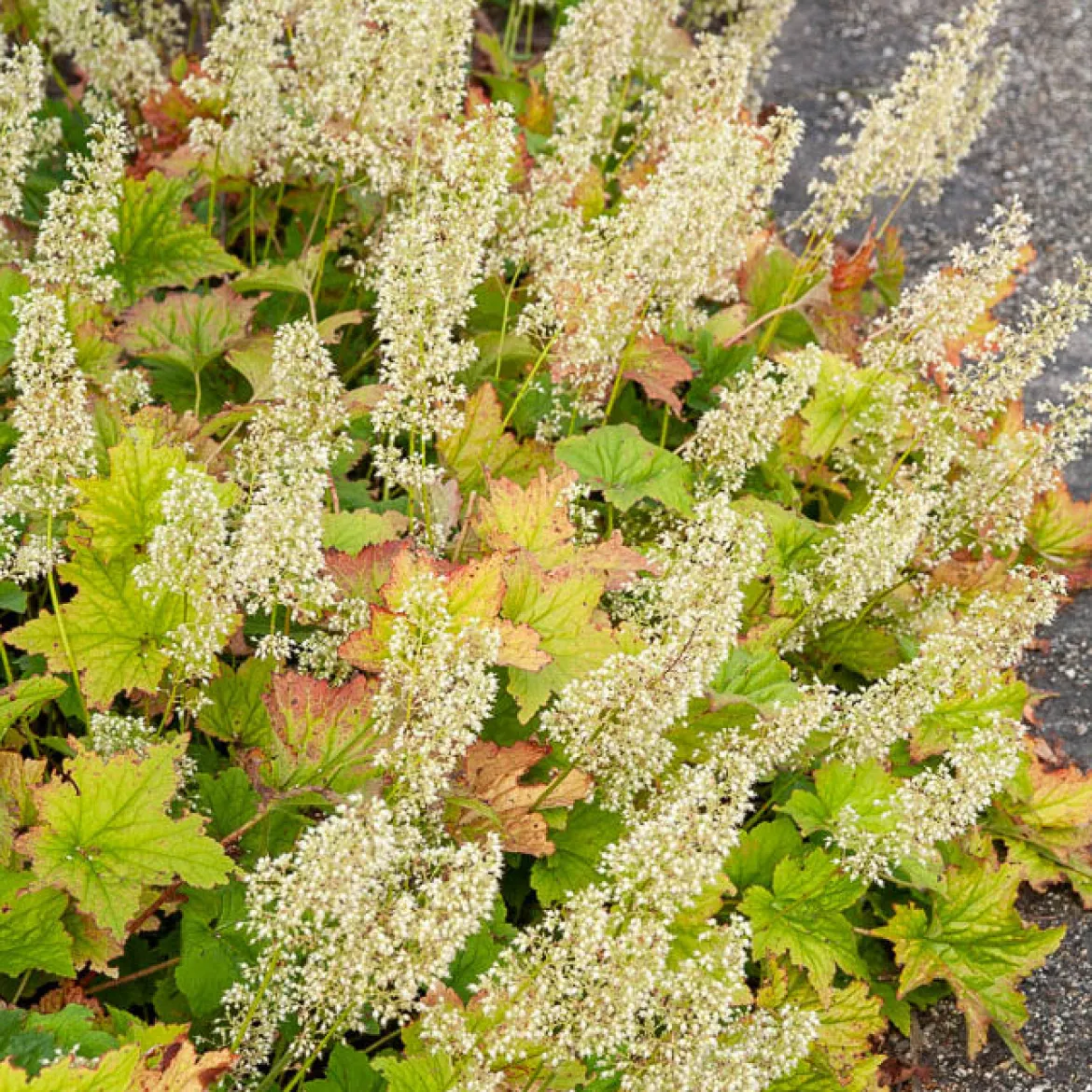 Heuchère Chantilly - Couleur toute l'année