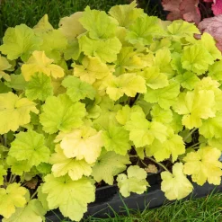Heuchère Citronelle ® - La lumière au coin d'ombre