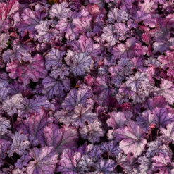 Heuchère Forever Purple - Du pourpre toute l'année