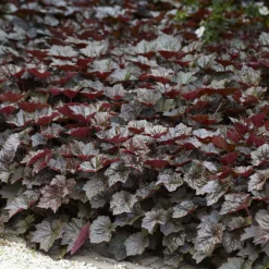 Heuchère 'Palace Purple' - Un feuillage pourpre toute l'année