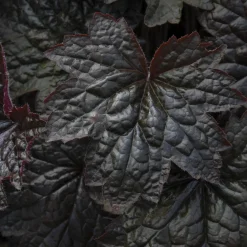 Heuchère 'Palace Purple' - Un feuillage pourpre toute l'année