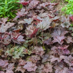 Heuchère 'Palace Purple' - Un feuillage pourpre toute l'année