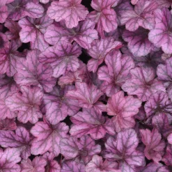 Heuchère Wild Rose - Du feuillage rouge toute l'année