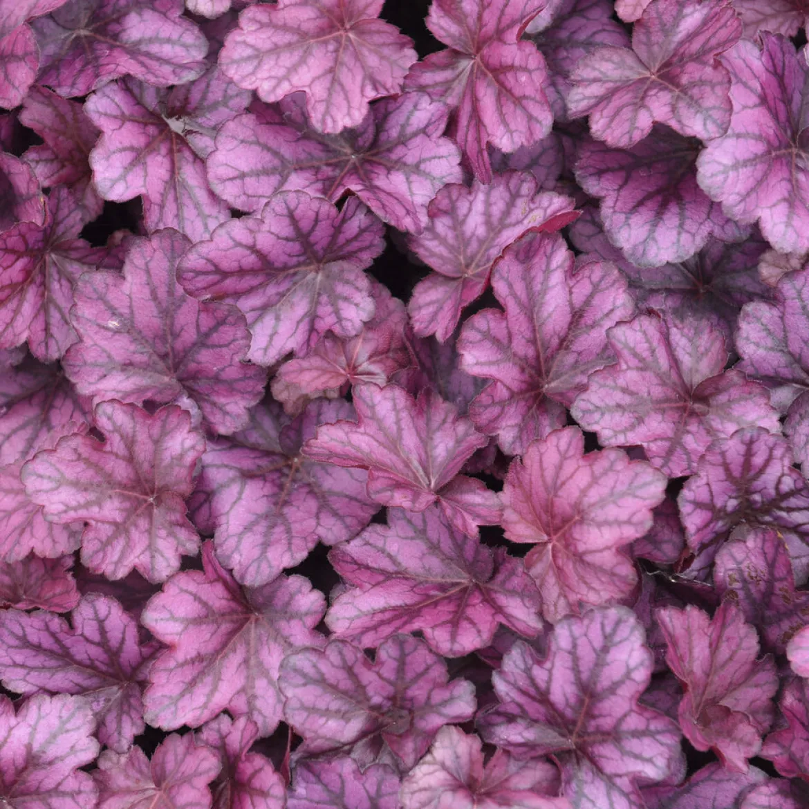 Heuchère Wild Rose - Du feuillage rouge toute l'année