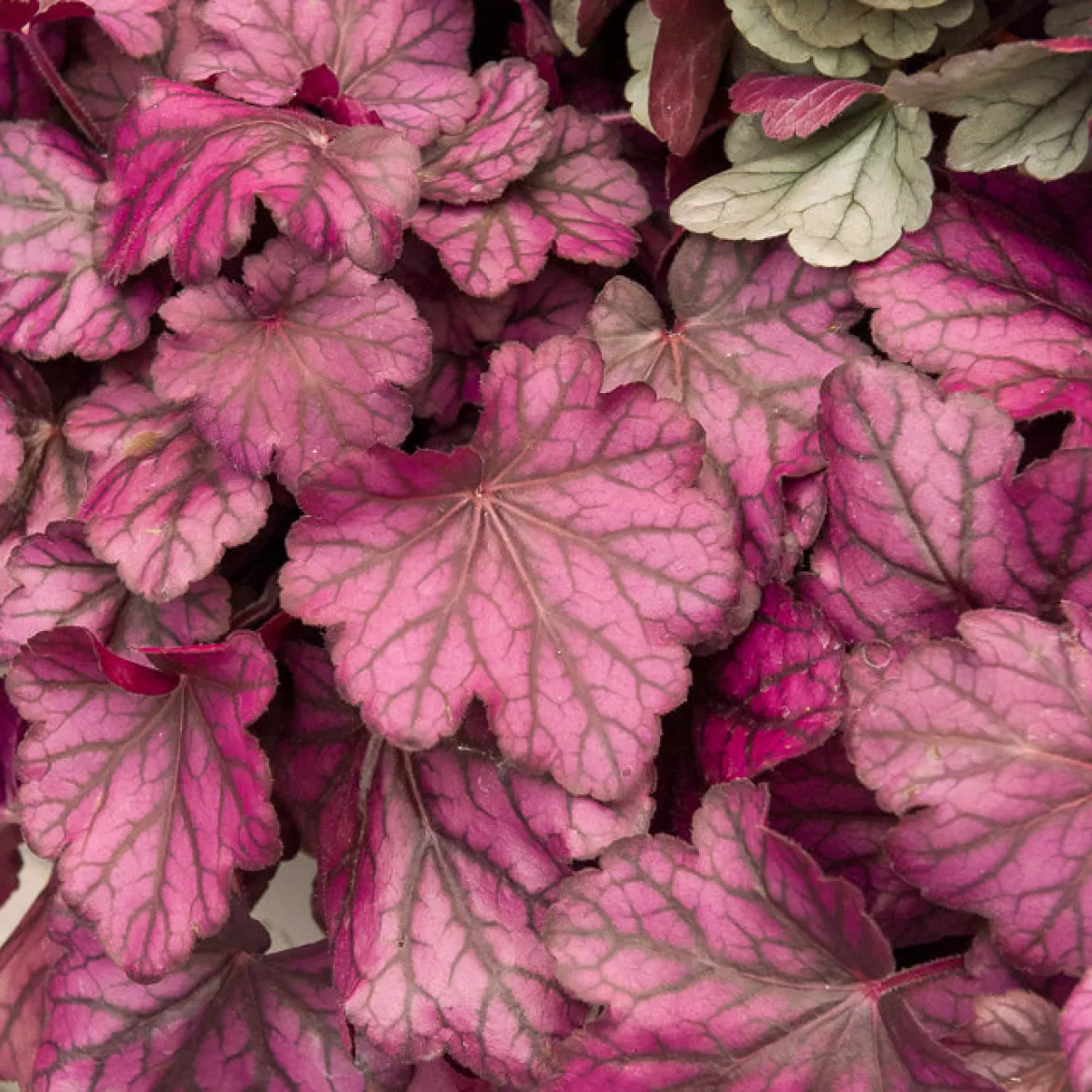 Heuchère Wild Rose - Du feuillage rouge toute l'année