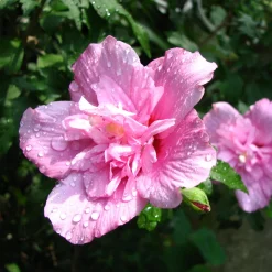 Hibiscus Ardens - Des fleurs roses tout l'été