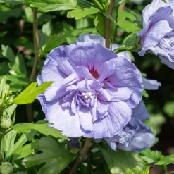 Hibiscus Blue Chiffon - Des fleurs bleues tout l'été