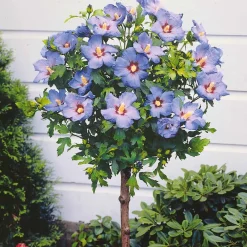 Hibiscus de jardin sur tige bleu - Un arbre à fleurs bleues