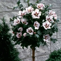 Hibiscus de jardin sur tige blanc/rouge - Un arbre à fleurs clé en main
