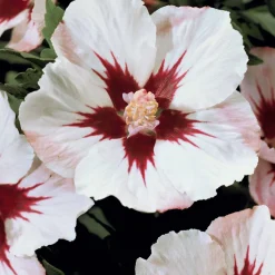 Hibiscus de jardin sur tige blanc/rouge - Un arbre à fleurs clé en main