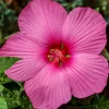 Hibiscus des marais Carrousel ® Pink passion - Fleurs géantes tout l'été