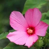Hibiscus des marais - Des fleurs géantes tout l'été