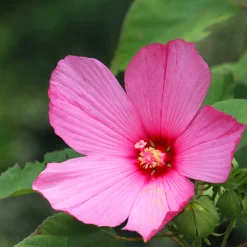 Hibiscus des marais - Des fleurs géantes tout l'été