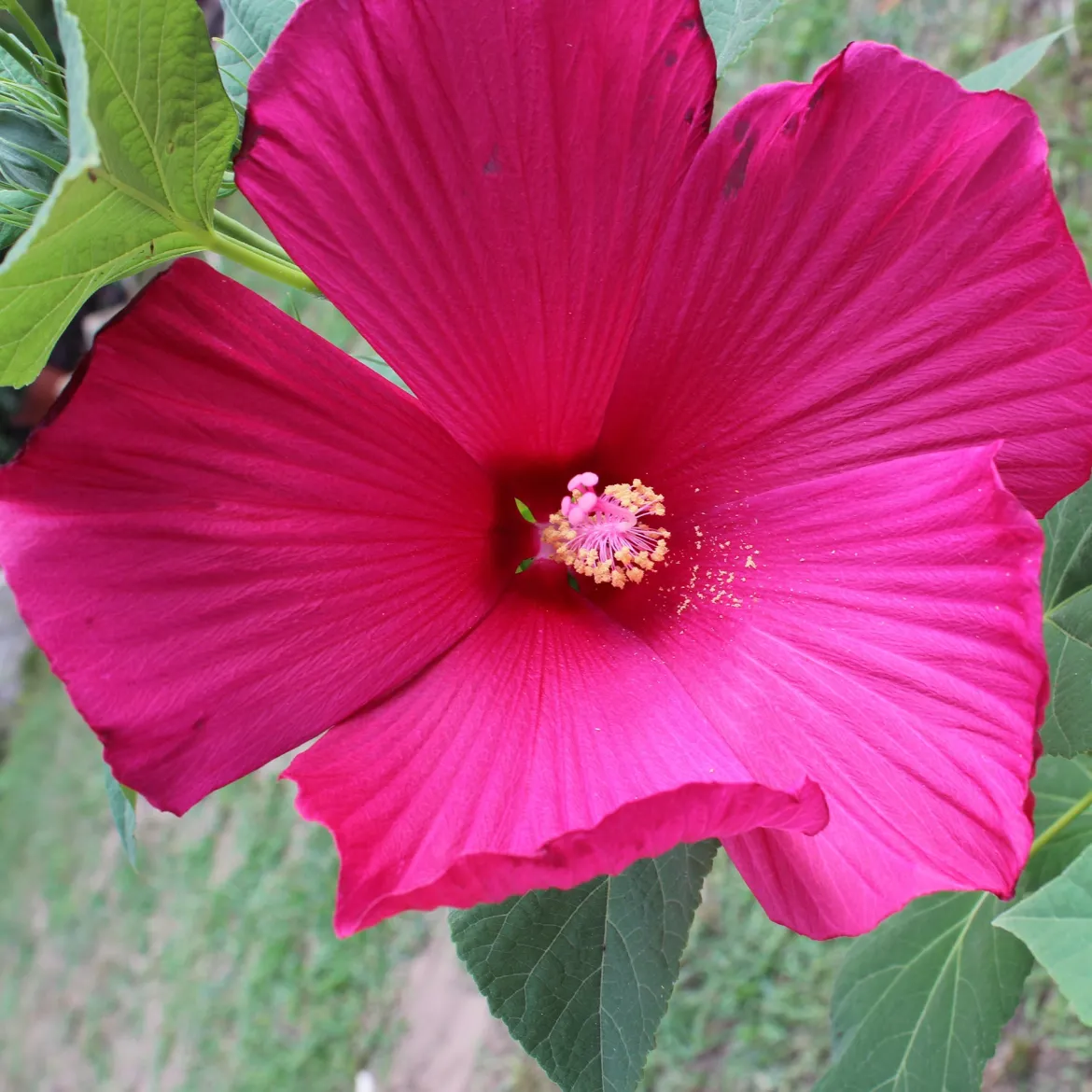 Hibiscus des marais - Des fleurs géantes tout l'été
