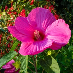 Hibiscus des marais Extreme Magenta ® - Des fleurs XXL en été
