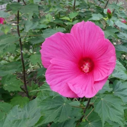 Hibiscus des marais Extreme Magenta ® - Des fleurs XXL en été
