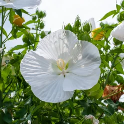 Hibiscus des marais Extreme Pure White - Fleurs géantes tout l'été