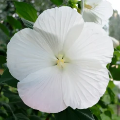Hibiscus des marais Extreme Pure White - Fleurs géantes tout l'été