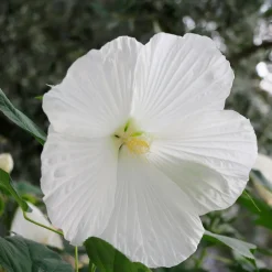 Hibiscus des marais Extreme Pure White - Fleurs géantes tout l'été