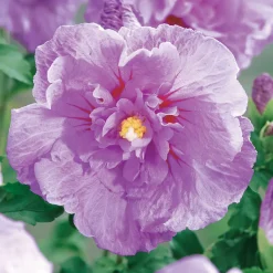 Hibiscus de Syrie 'Lavender Chiffon' - Fleurs XXL tout l'été