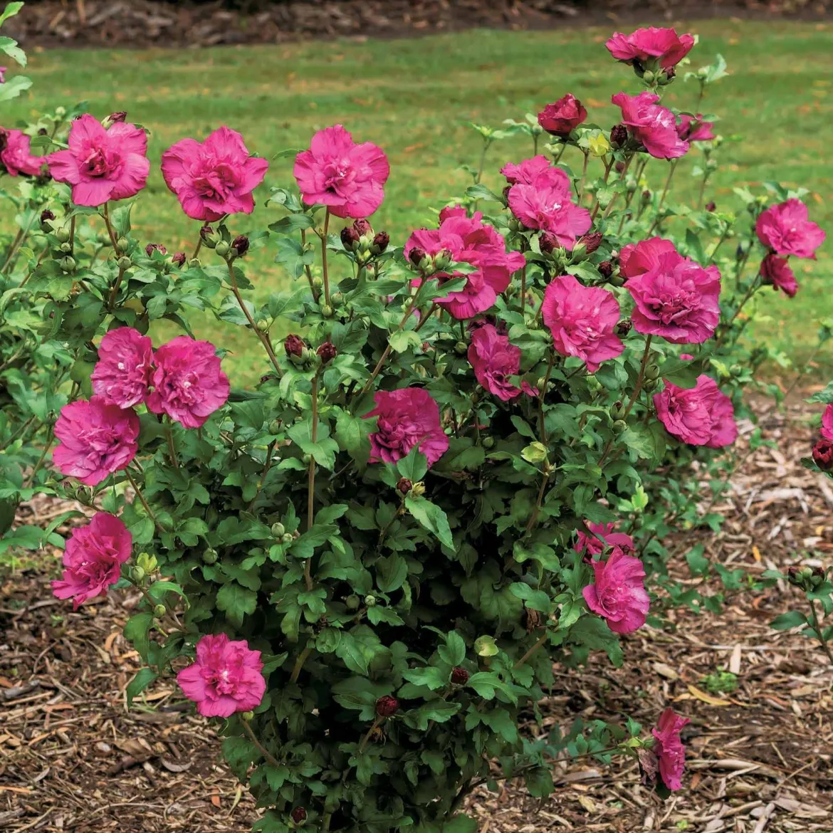 Hibiscus Magenta Chiffon - Fleurs doubles tout l'été