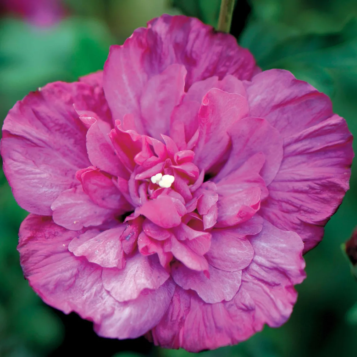 Hibiscus Magenta Chiffon - Fleurs doubles tout l'été