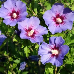 Hibiscus Oiseau Bleu - Le bleu rare au jardin
