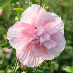 Hibiscus Pink Chiffon - Des fleurs doubles tout l'été