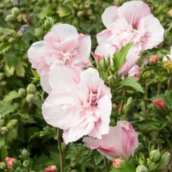 Hibiscus Pink Chiffon - Des fleurs doubles tout l'été