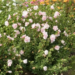 Hibiscus Pink Chiffon - Des fleurs doubles tout l'été