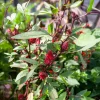 Hibiscus sabdariffa - Oseille de Guinée - Vos infusions rouge rubis maison