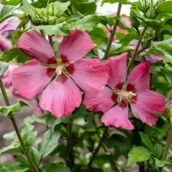 Hibiscus Woodbridge - Grandes fleurs tout l'été