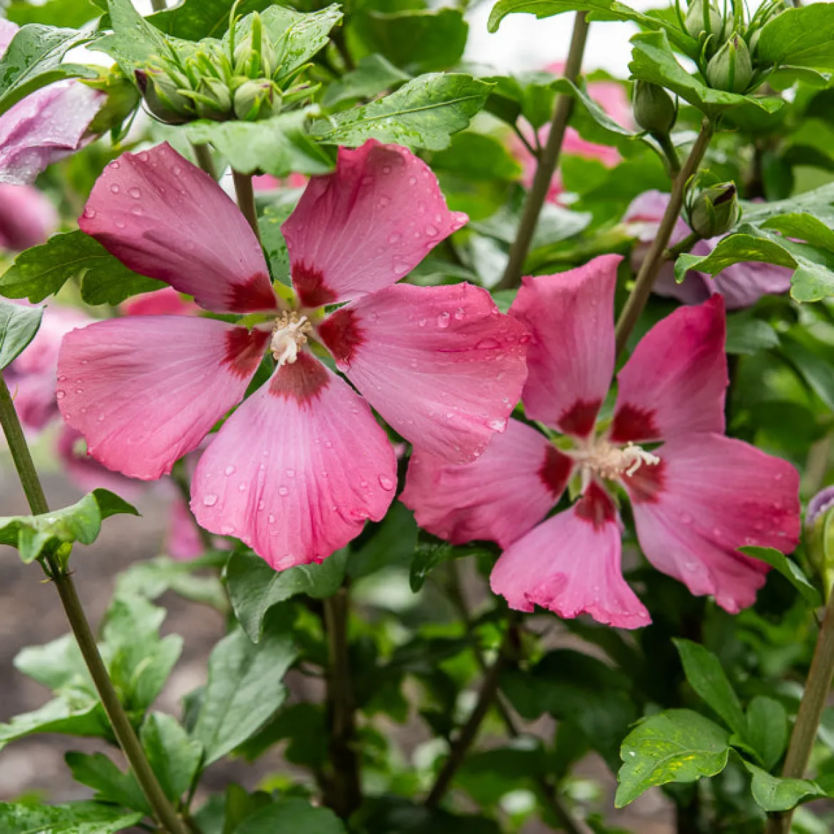Hibiscus Woodbridge - Grandes fleurs tout l'été