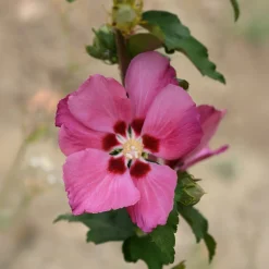 Hibiscus Woodbridge - Grandes fleurs tout l'été