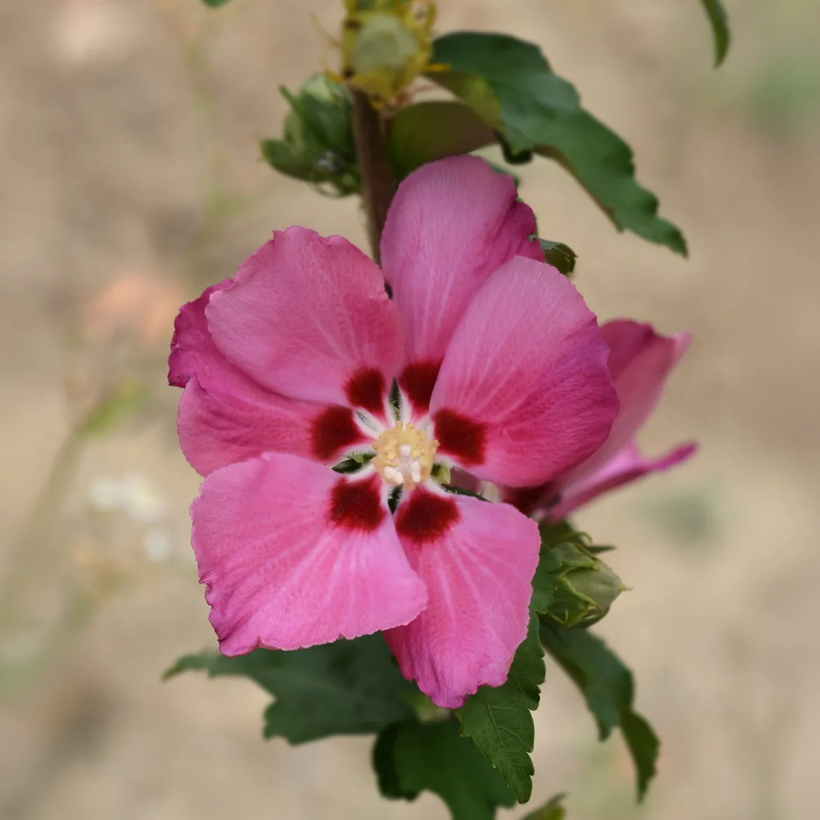 Hibiscus Woodbridge - Grandes fleurs tout l'été